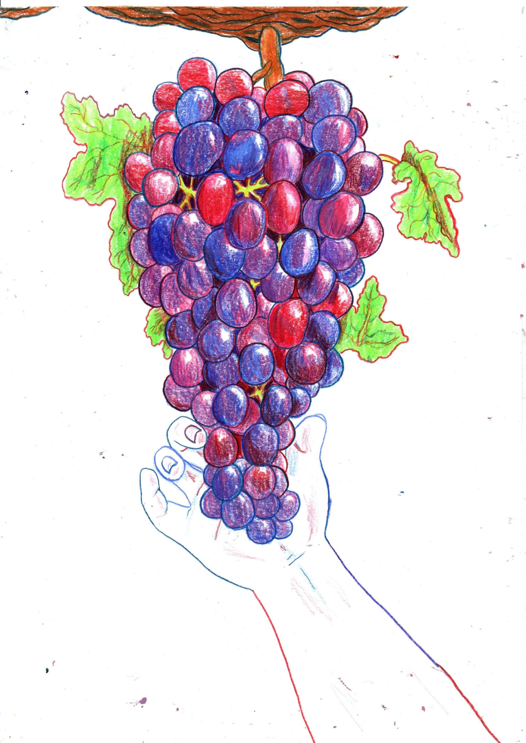 Grapes Original A4 Drawing Etsy