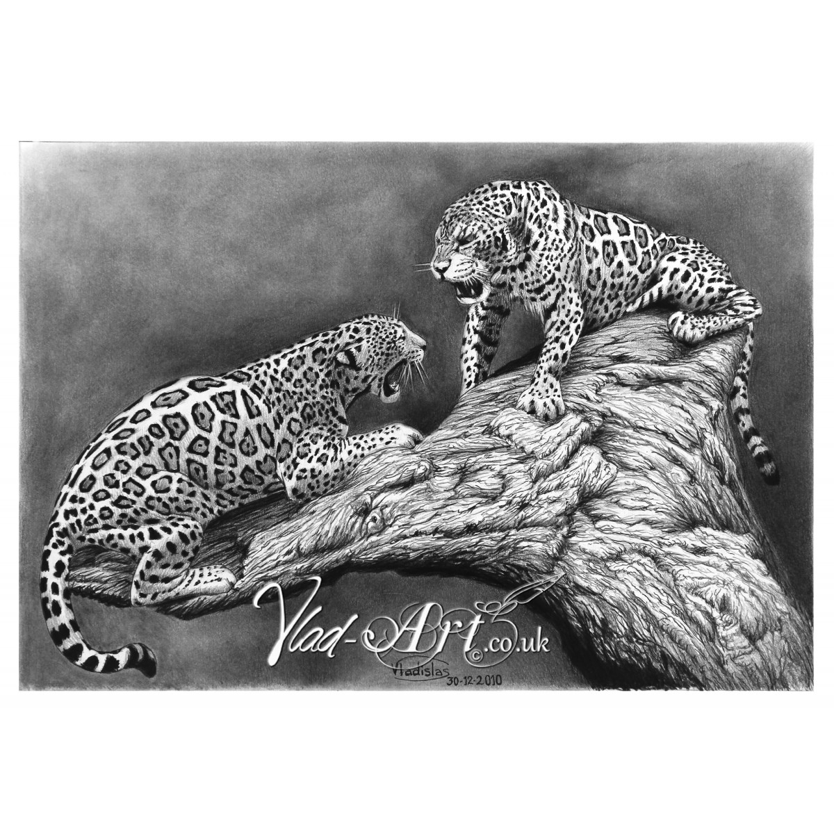 drawing of a jaguar