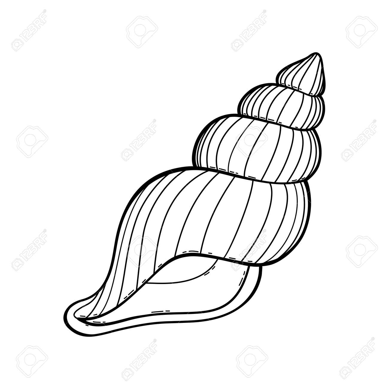 sea shell drawing