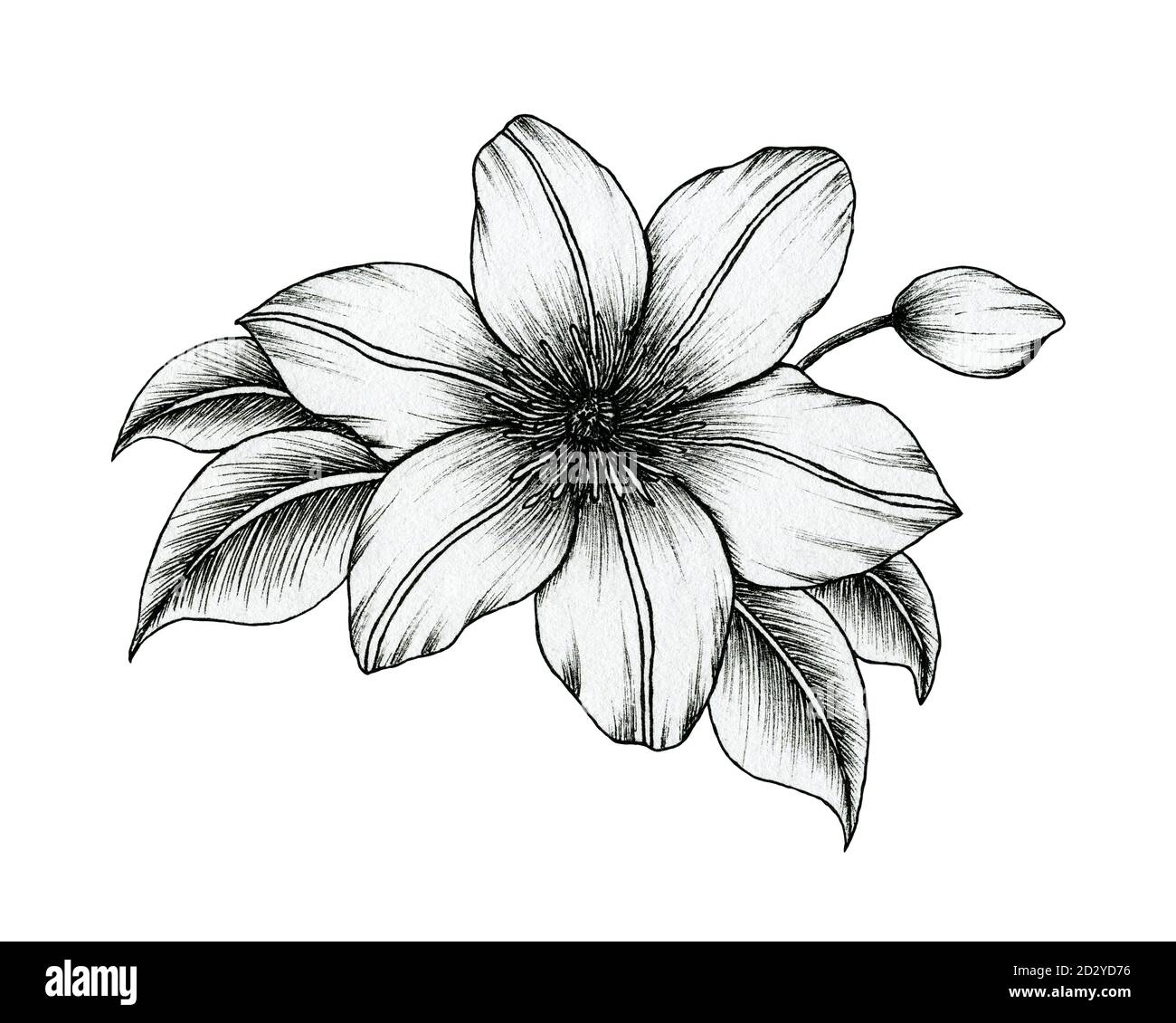 Hand Drawn Ink Clematis Flowers Isolated On White Black And White 
