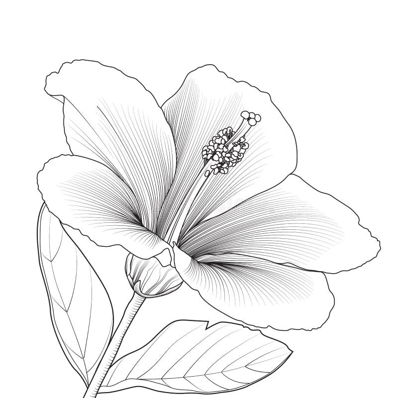 Hibiscus Flower Blossom Stock Vector Illustration Of Bloom 