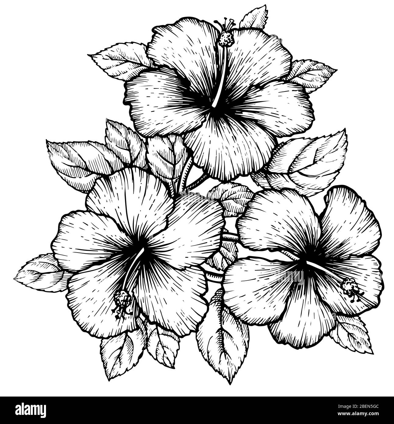 drawing of a blooming hibiscus flower