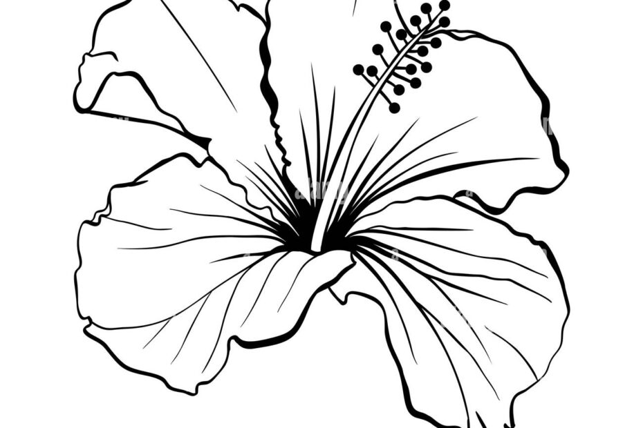 Hibiscus Flower Drawing Cut Out Stock Images U0026 Pictures Alamy