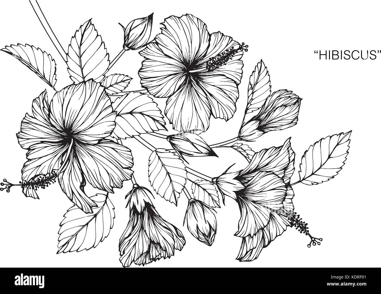 Hibiscus Flower Drawing Hi res Stock Photography And Images Alamy