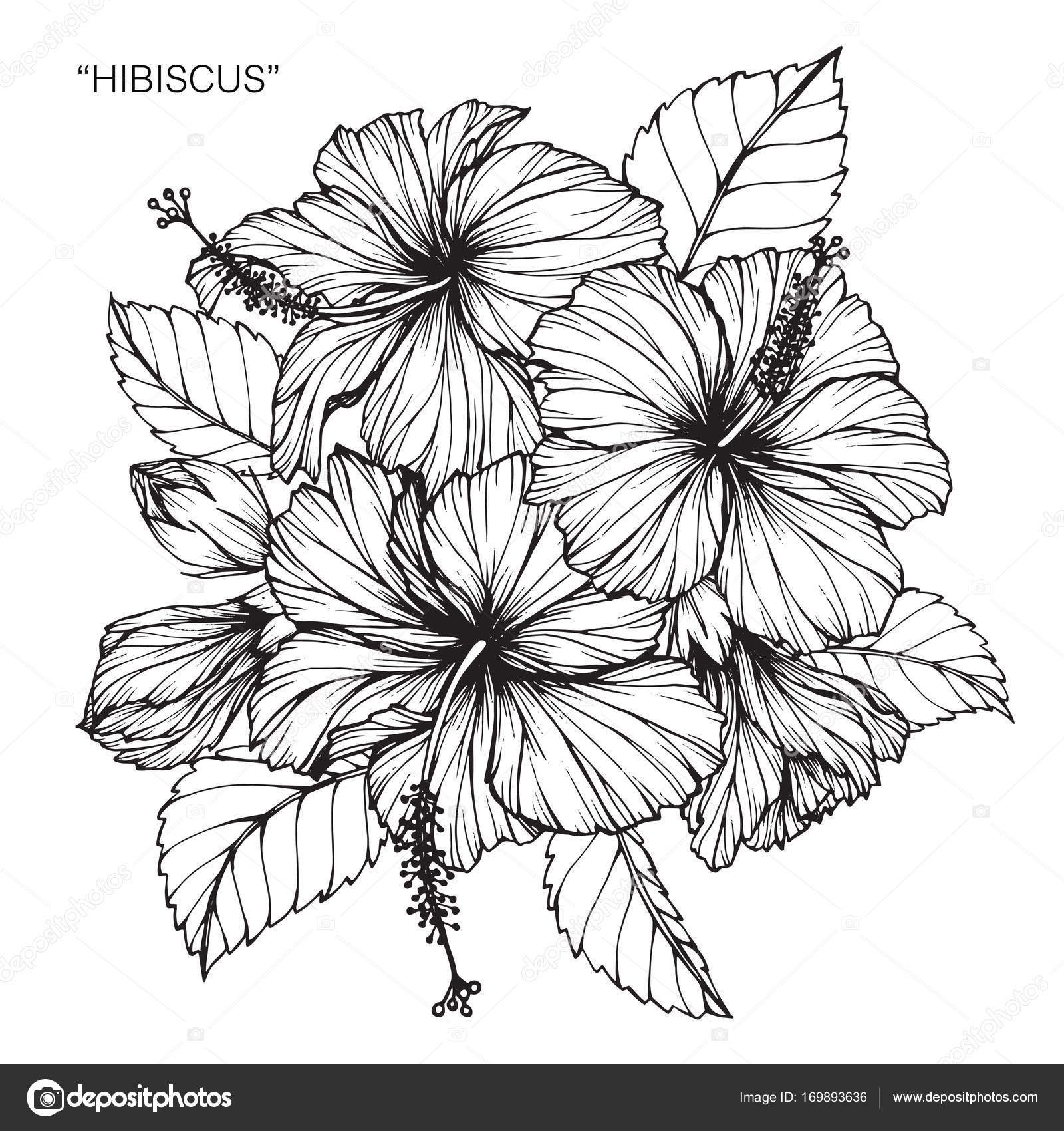 drawing of flowers black and white