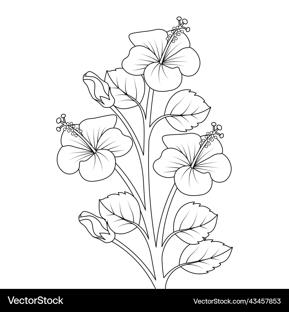 Hibiscus Flower Sketch Of Pencil Line Drawing Vector Image