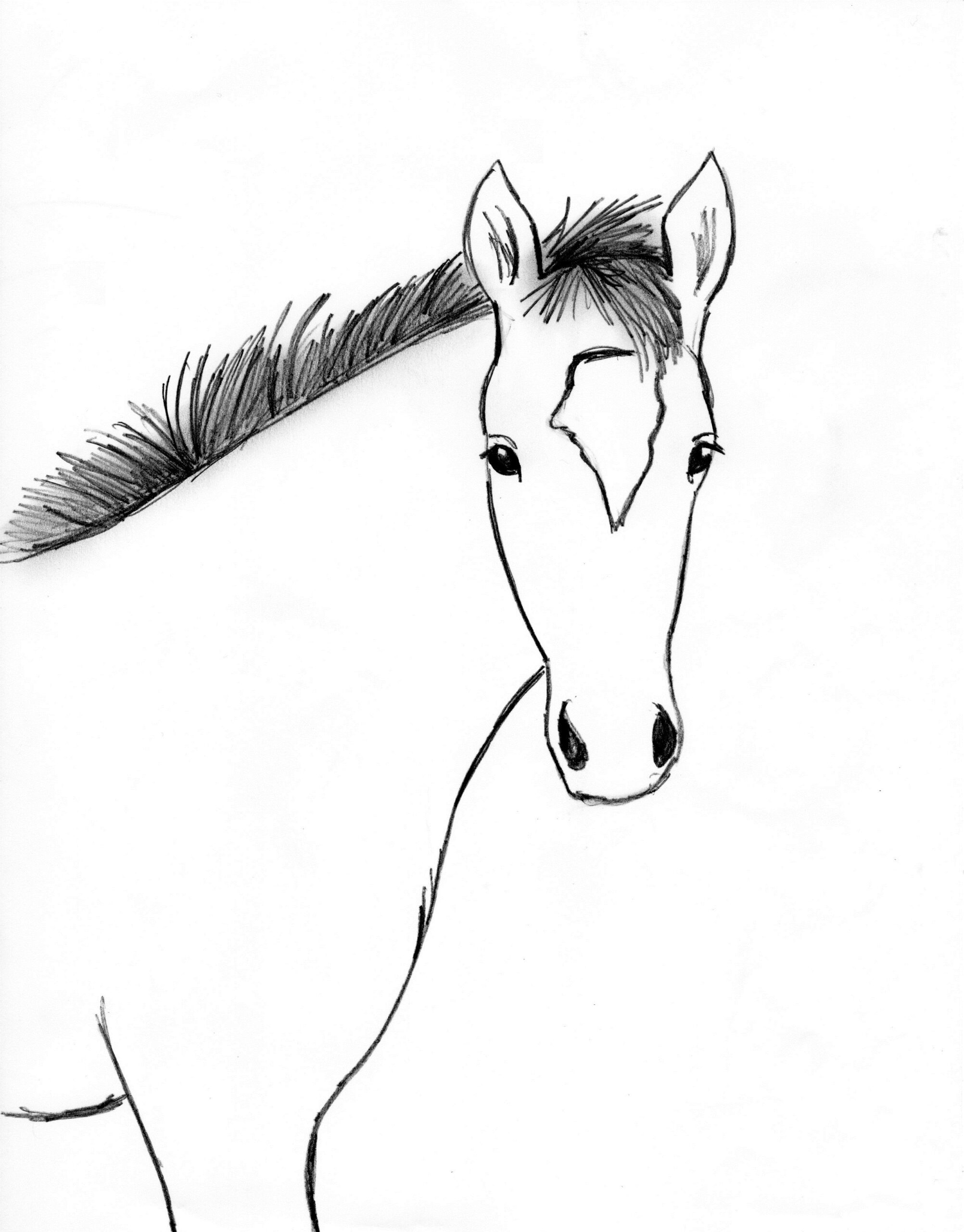 horses drawings