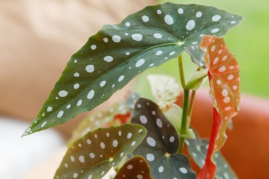 How To Care For The Polka Dot Begonia All You Need To Know The