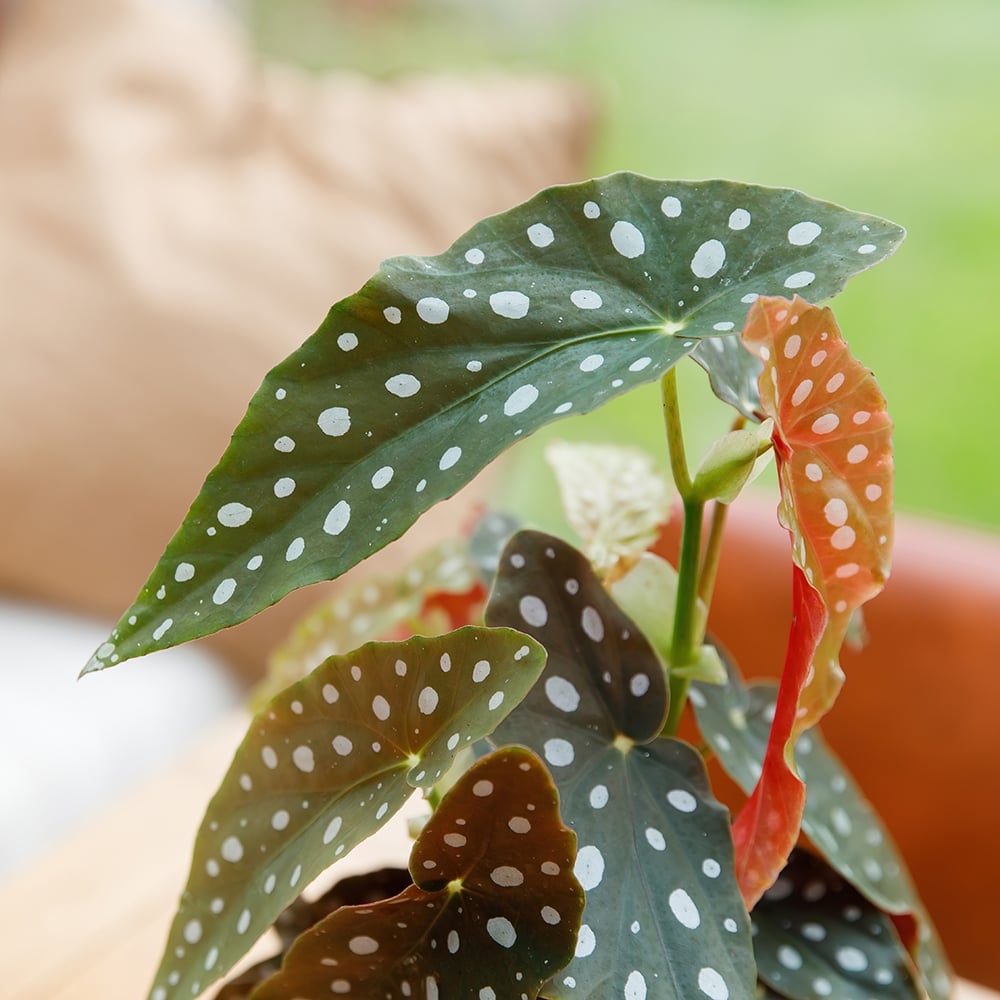 How To Care For The Polka Dot Begonia All You Need To Know The 