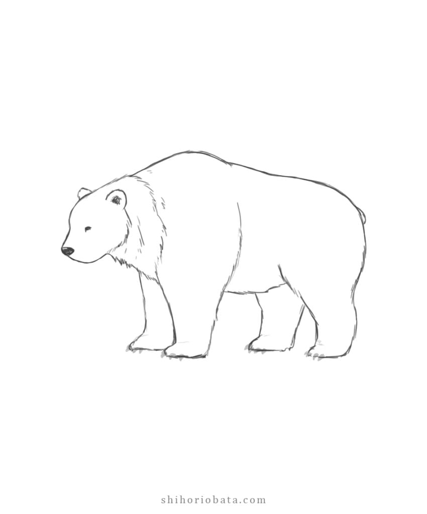 How To Draw A Bear An Easy Step By Step Tutorial