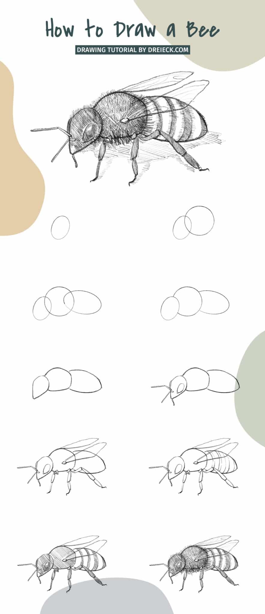 How To Draw A Bee step By Step Tutorial 
