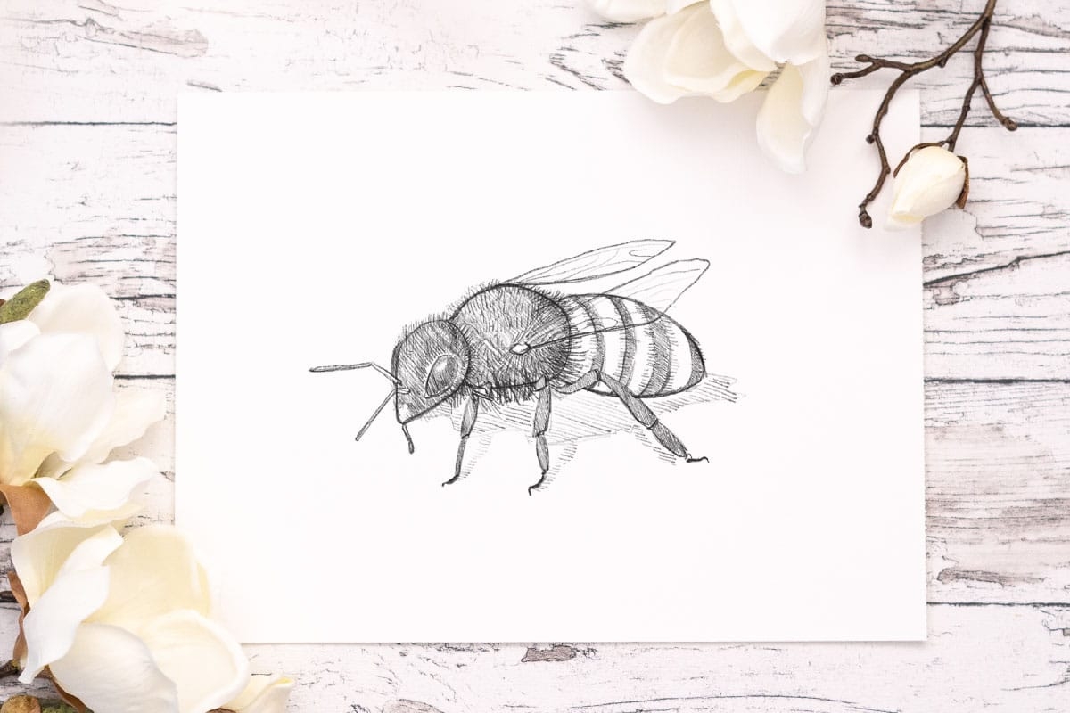 How To Draw A Bee step By Step Tutorial 