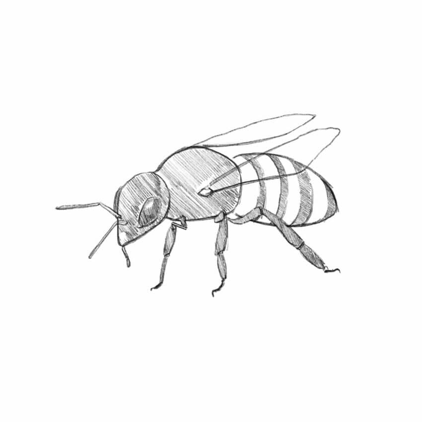 How To Draw A Bee step By Step Tutorial 