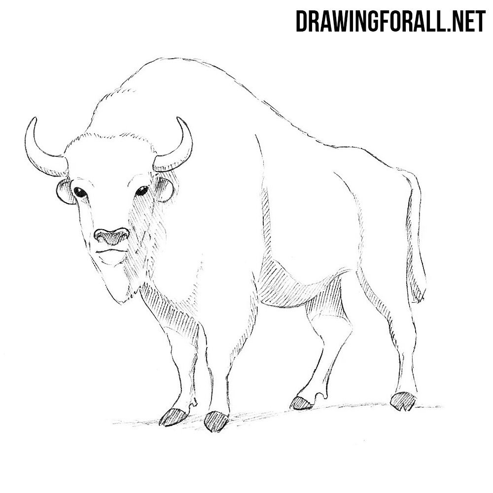 How To Draw A Bison
