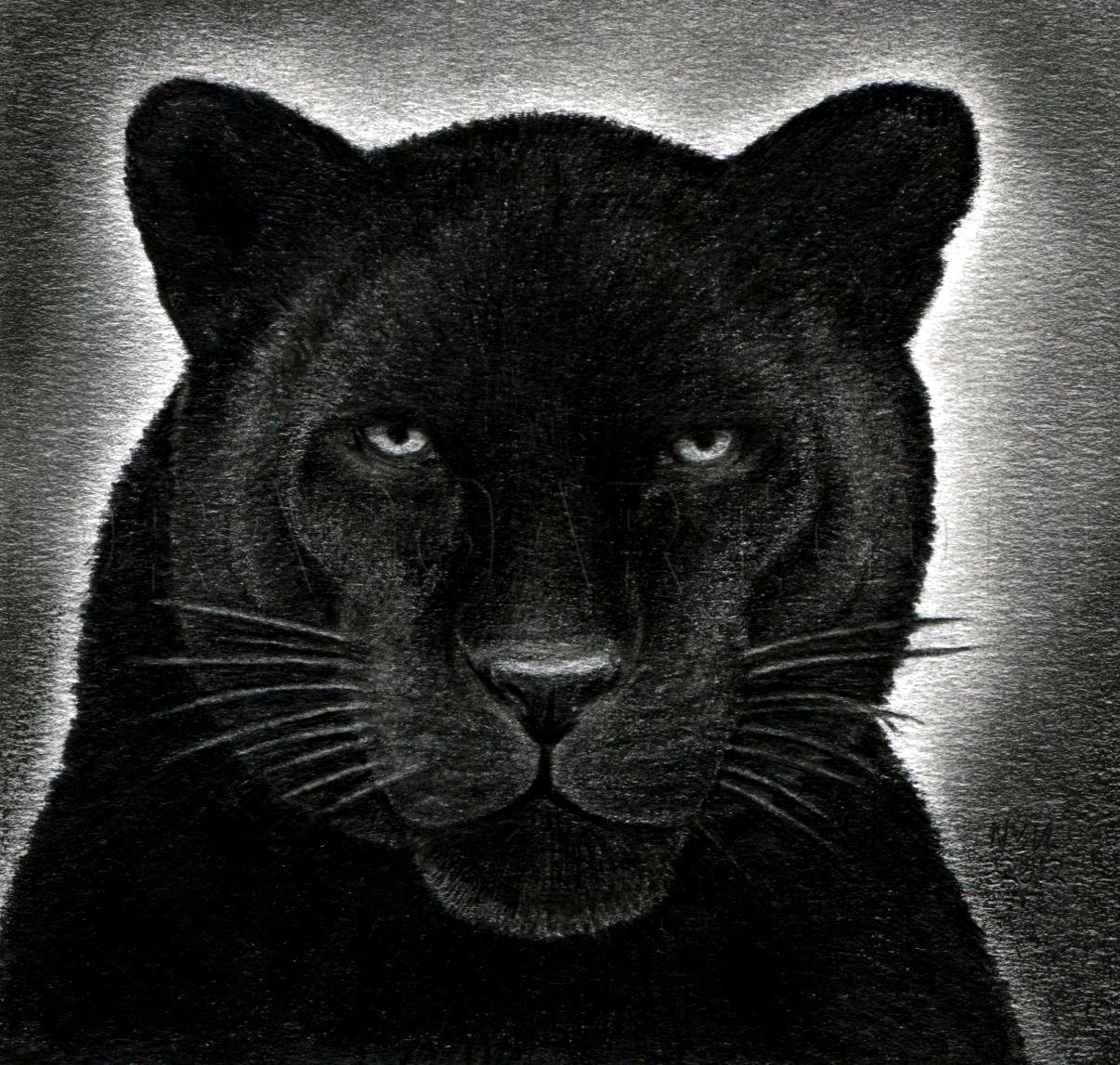 How To Draw A Black Panther Realistic Panther Drawing Step By Step By Finalprodigy DragoArt