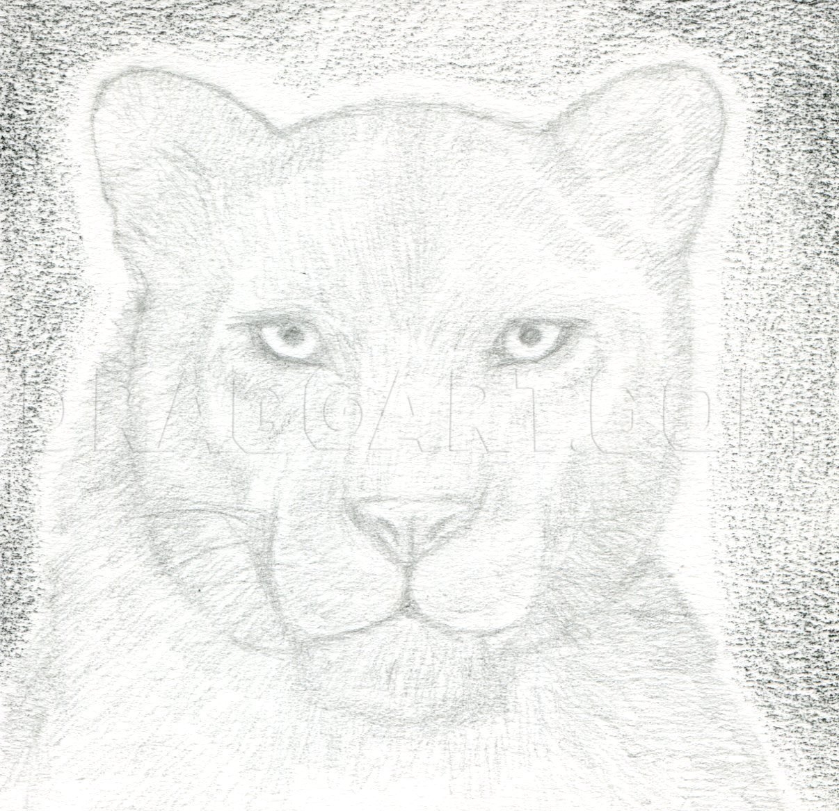 How To Draw A Black Panther Realistic Panther Drawing Step By Step By Finalprodigy DragoArt