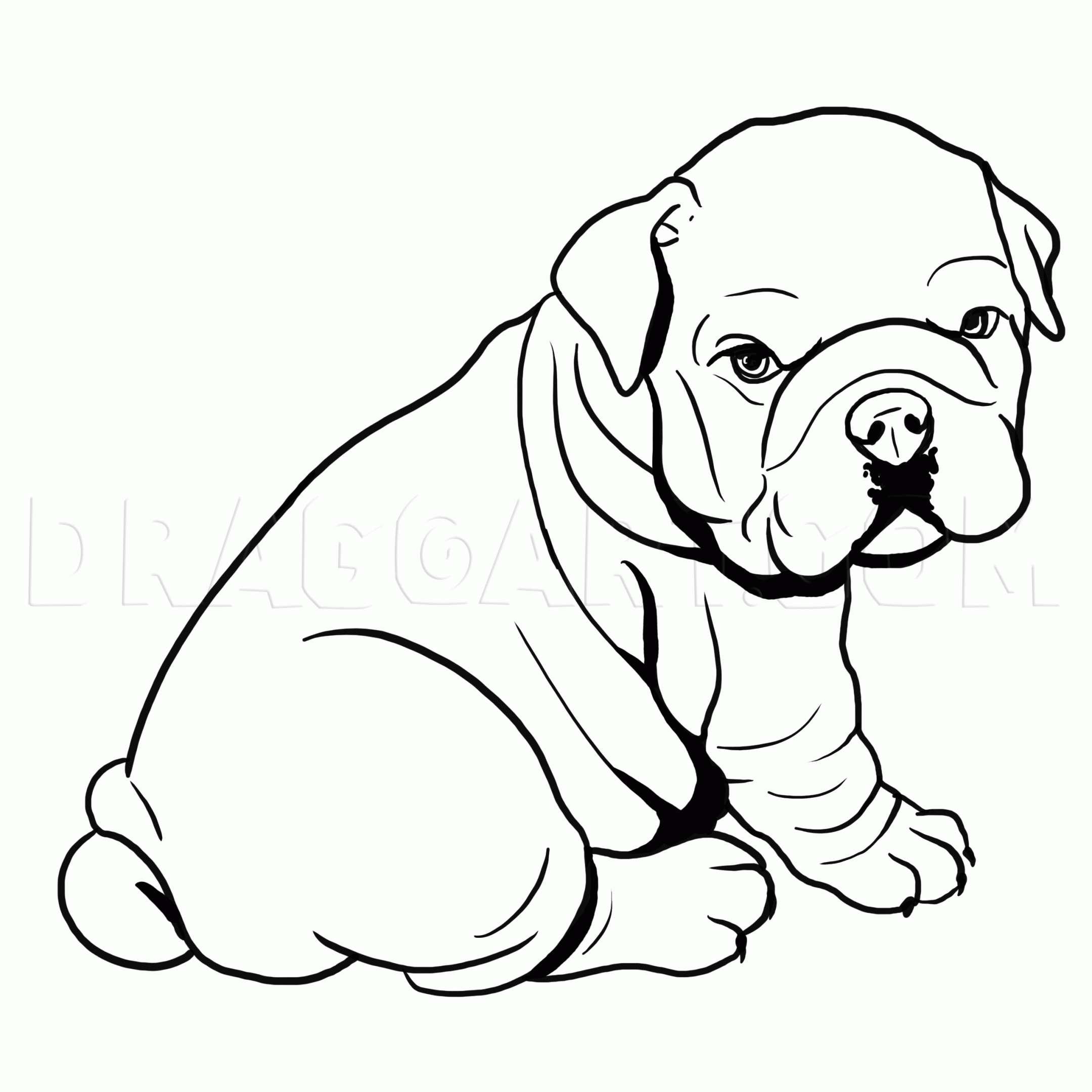 How To Draw A Bulldog English Bulldog Drawing Step By Step By MichaelY DragoArt