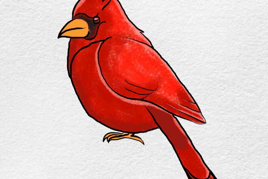 How To Draw A Cardinal HelloArtsy