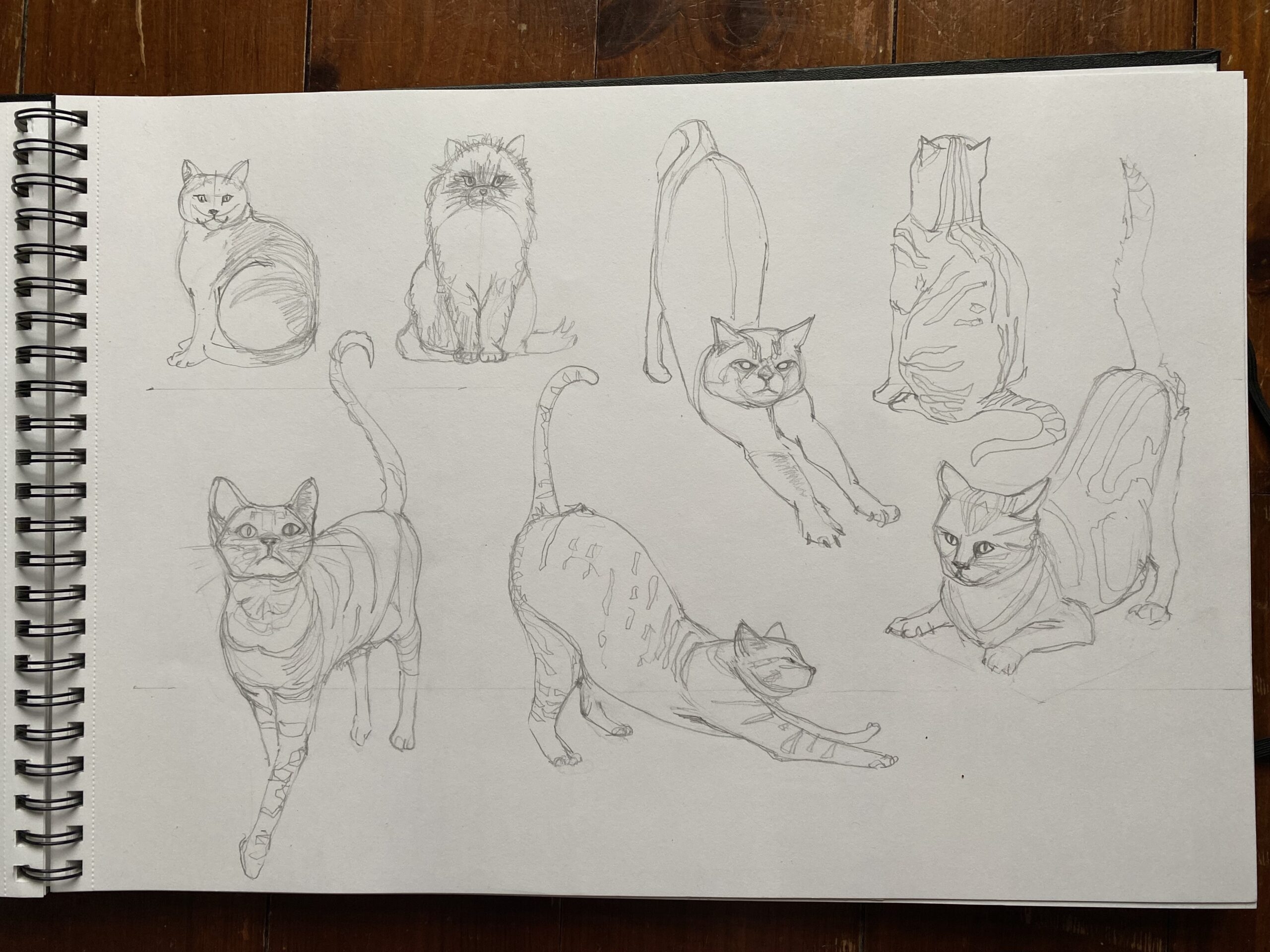 draw a cats