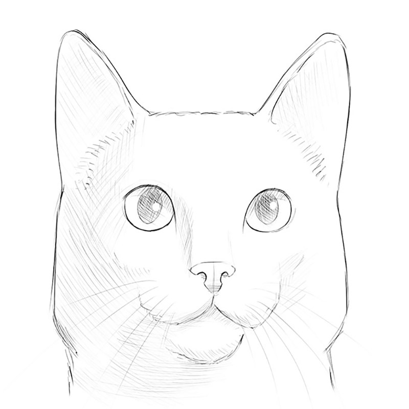 How To Draw A Cat Face