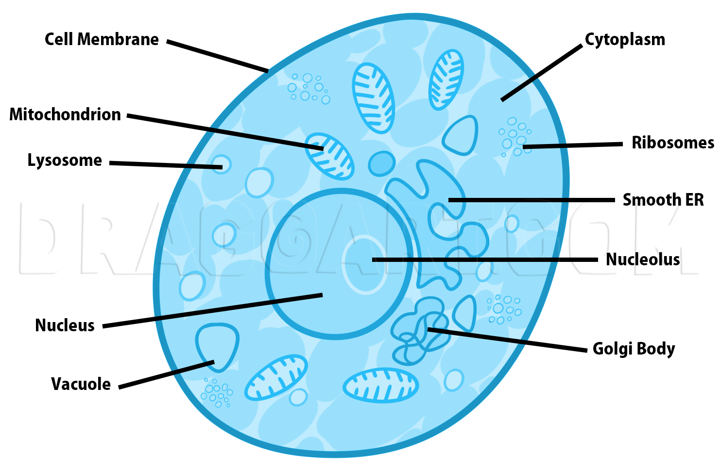 How To Draw A Cell Drawing Step By Step By Dawn DragoArt