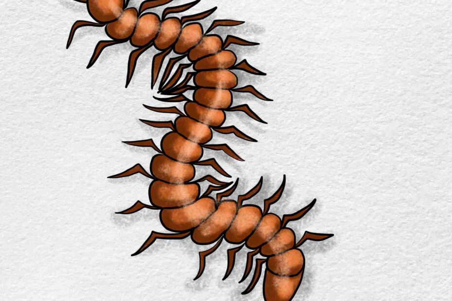 How To Draw A Centipede HelloArtsy