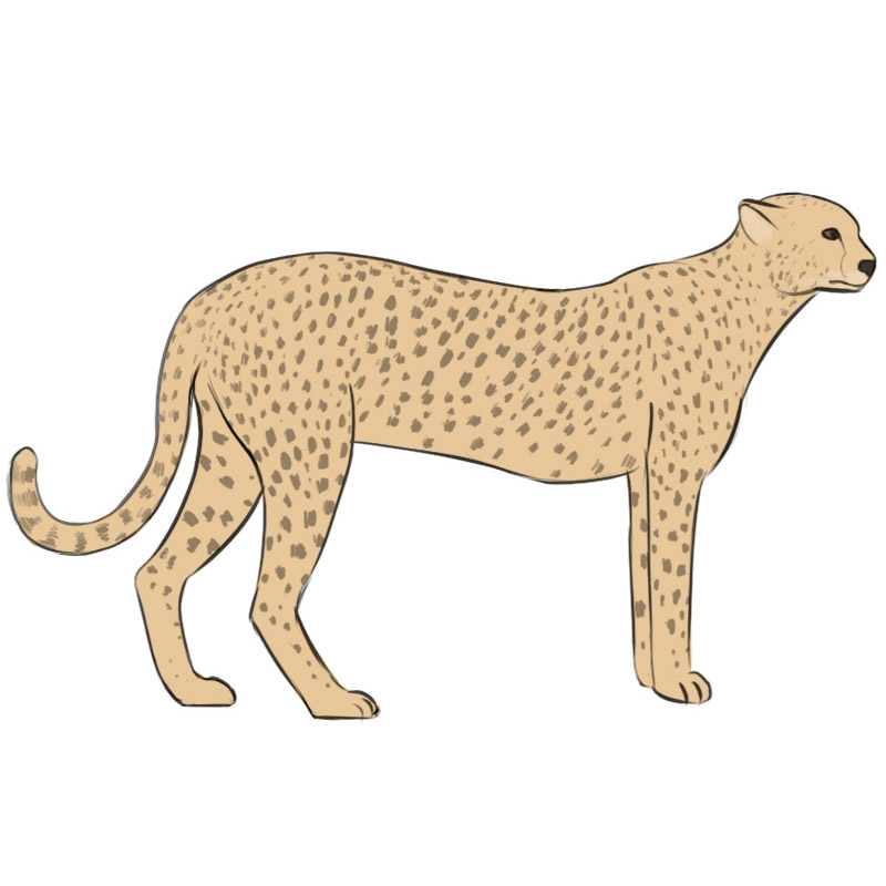How To Draw A Cheetah Easy Drawing Art