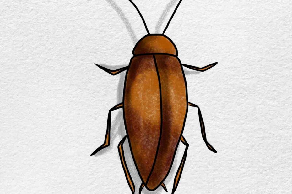 How To Draw A Cockroach HelloArtsy
