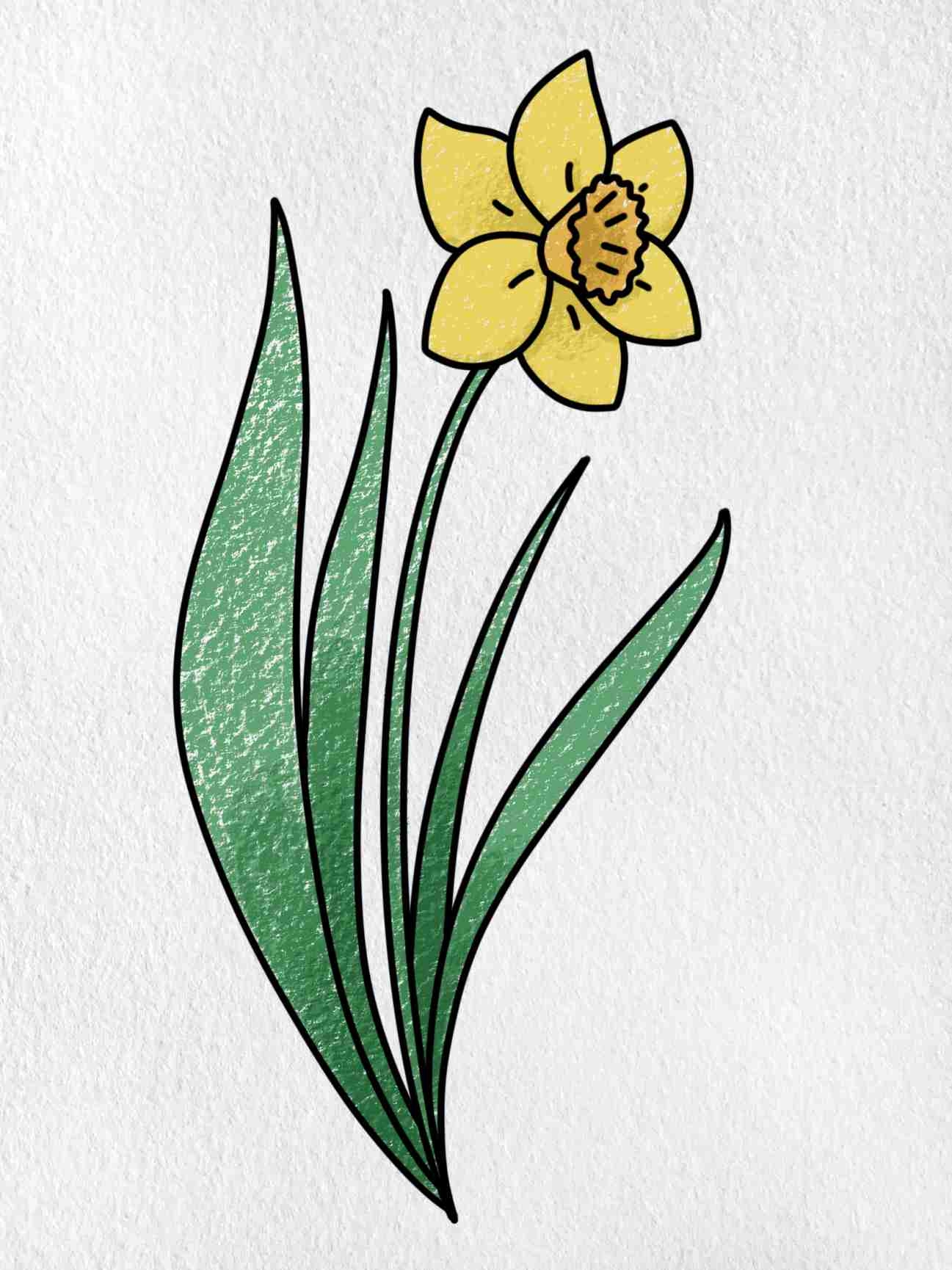 How To Draw A Daffodil HelloArtsy