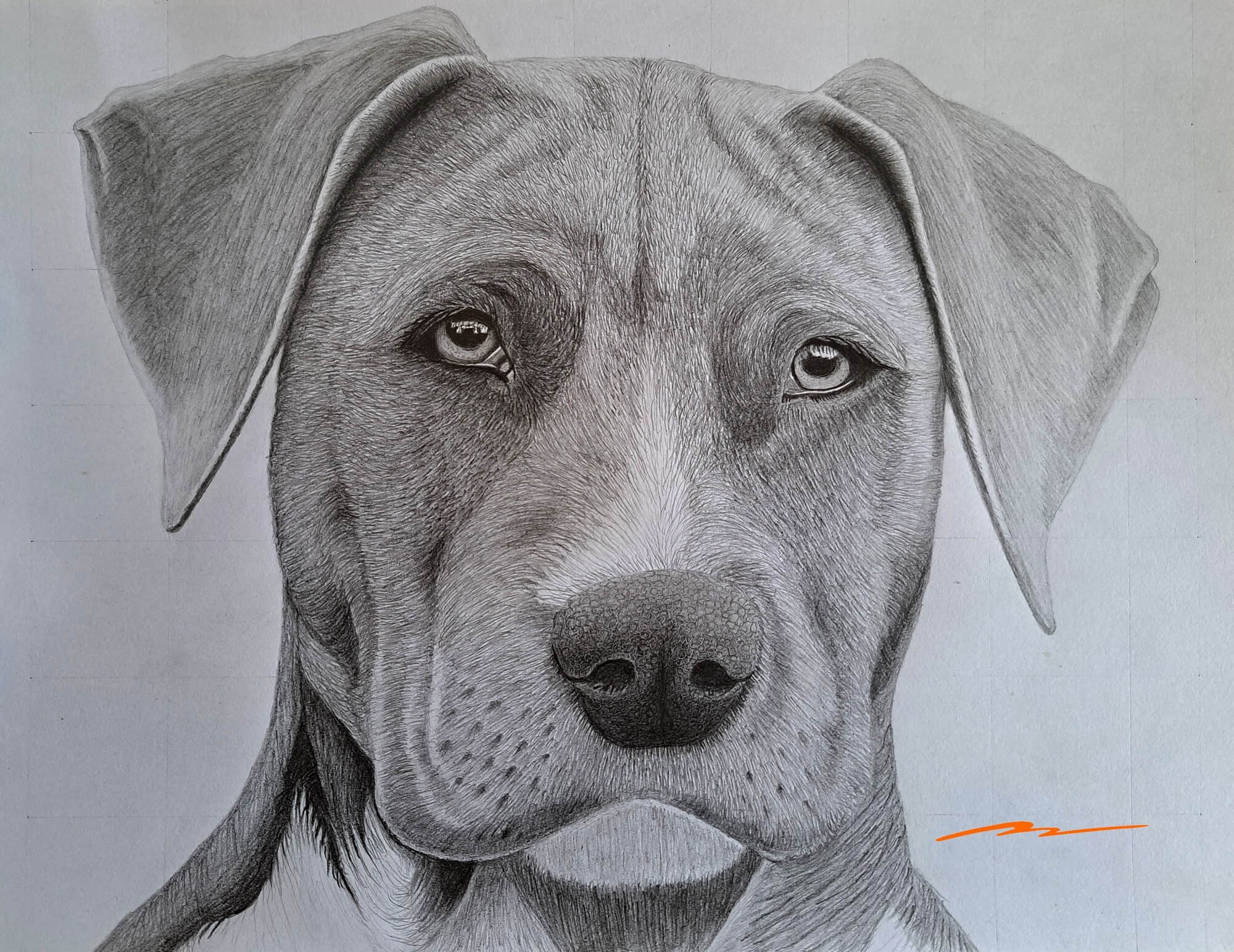 dog drawings