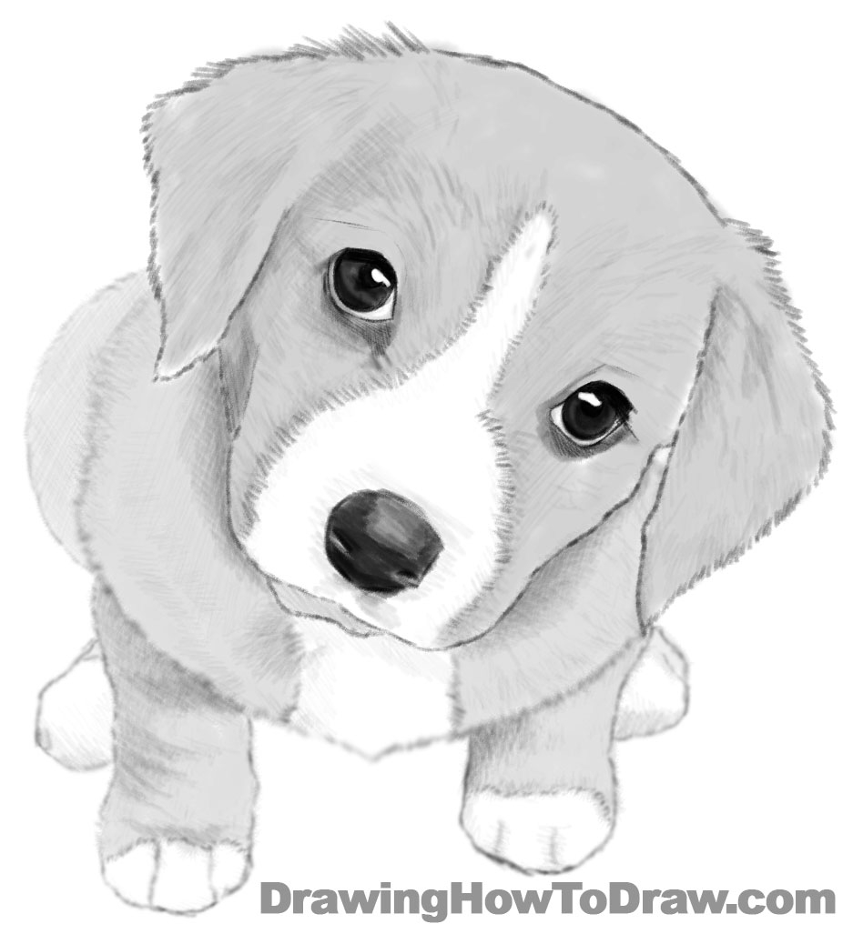 How To Draw A Dog Or Puppy Realistic Easy Step By Step Drawing Tutorial How To Draw Step By Step Drawing Tutorials