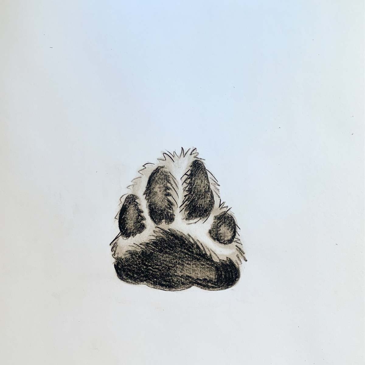 how to draw a dog paw