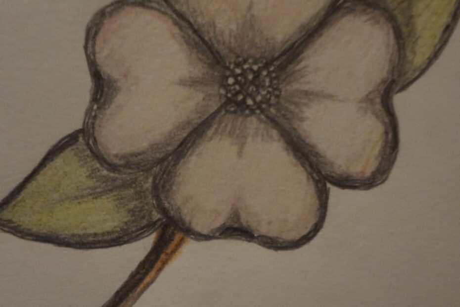 How To Draw A Dogwood Flower HubPages