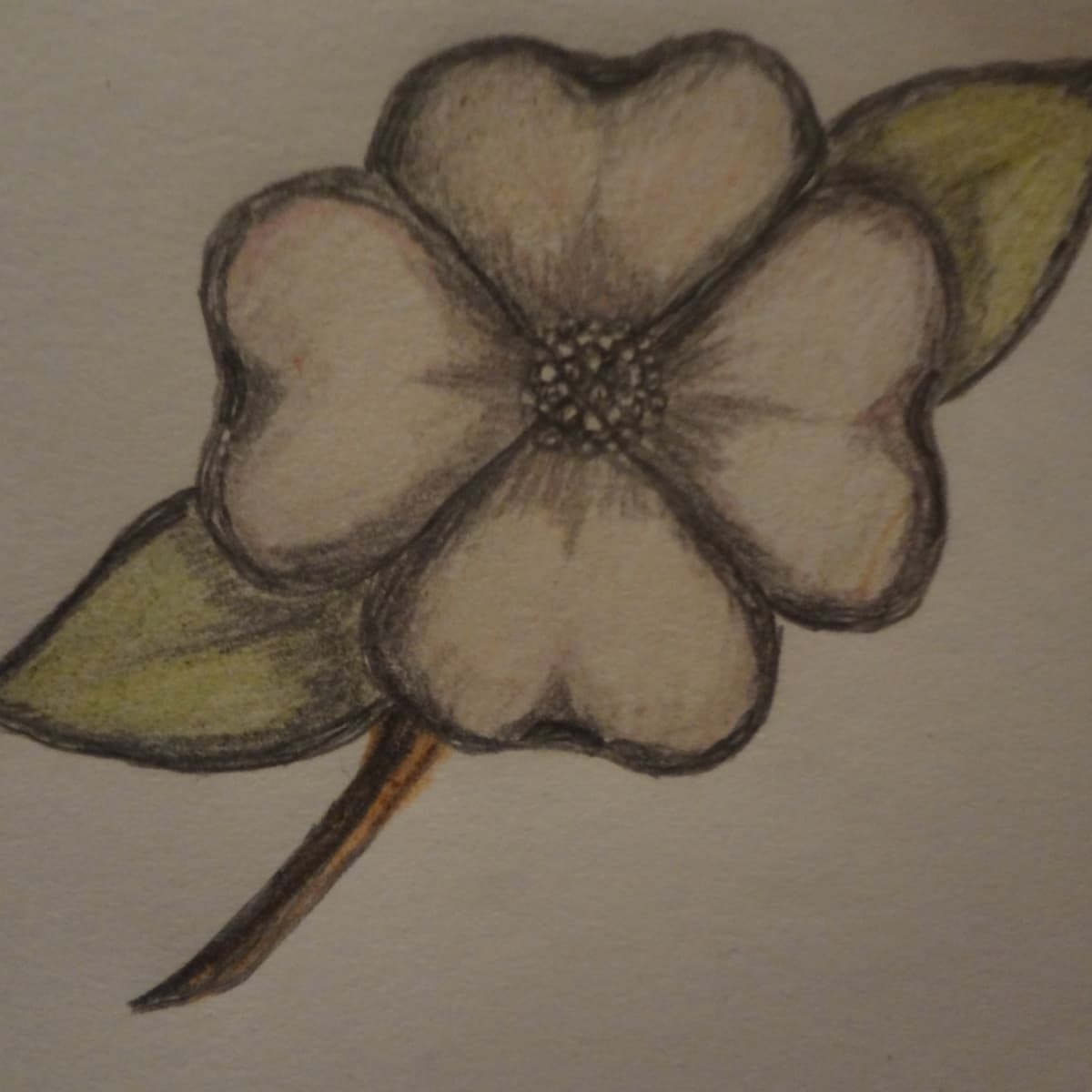 How To Draw A Dogwood Flower HubPages