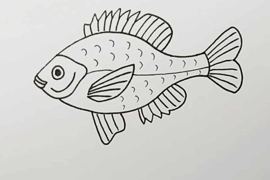 How To Draw A Fish Skip To My Lou
