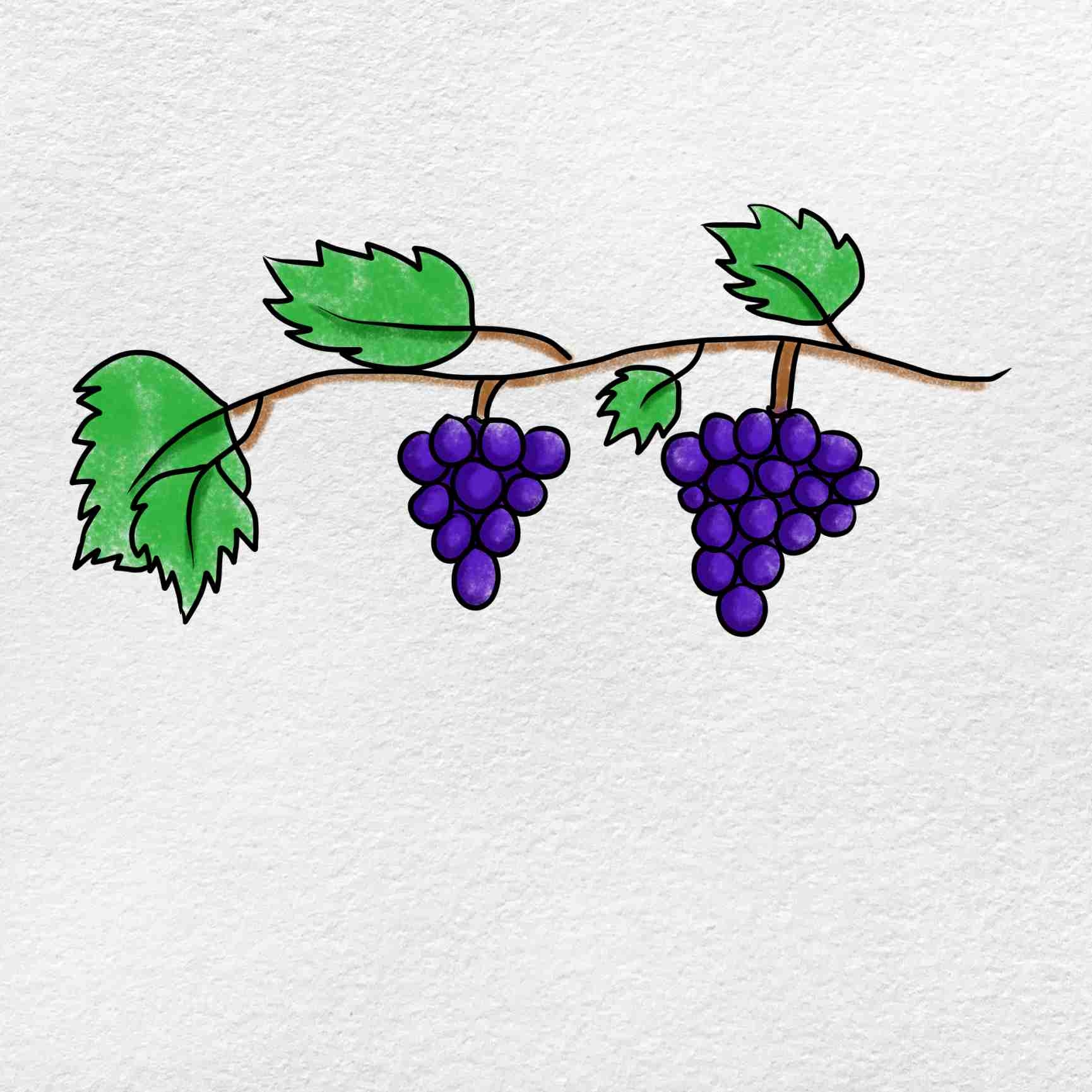 grapes drawing