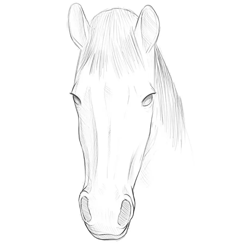 How To Draw A Horse Face