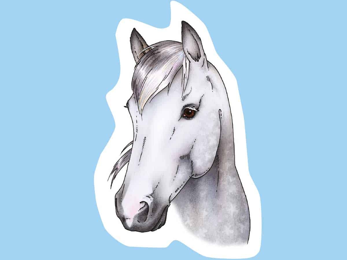 How To Draw A Horse s Head Drawing Horses U0026 Ponies Pony Magazine