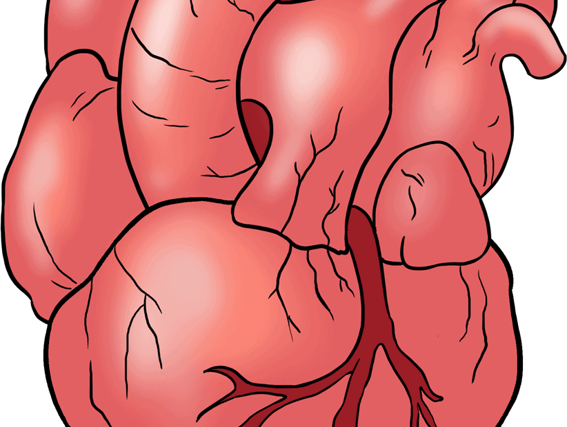 How To Draw A Human Heart Really Easy Drawing Tutorial