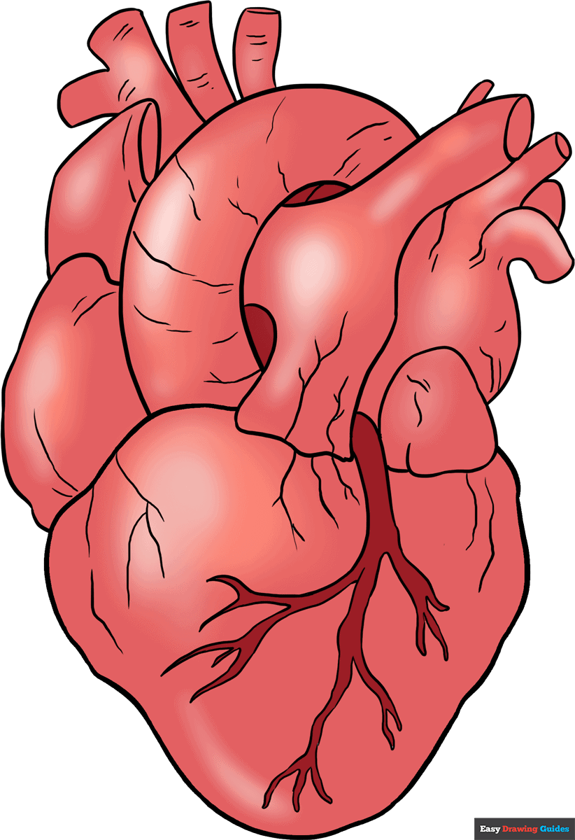 How To Draw A Human Heart Really Easy Drawing Tutorial