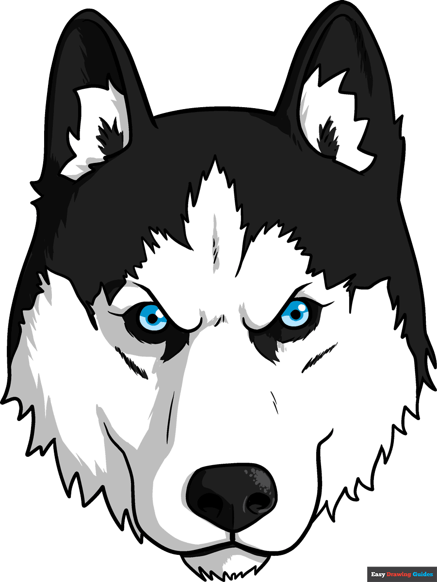 husky drawing