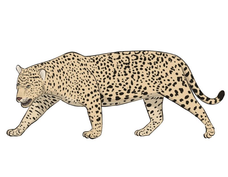 How To Draw A Jaguar Easy Drawing Art