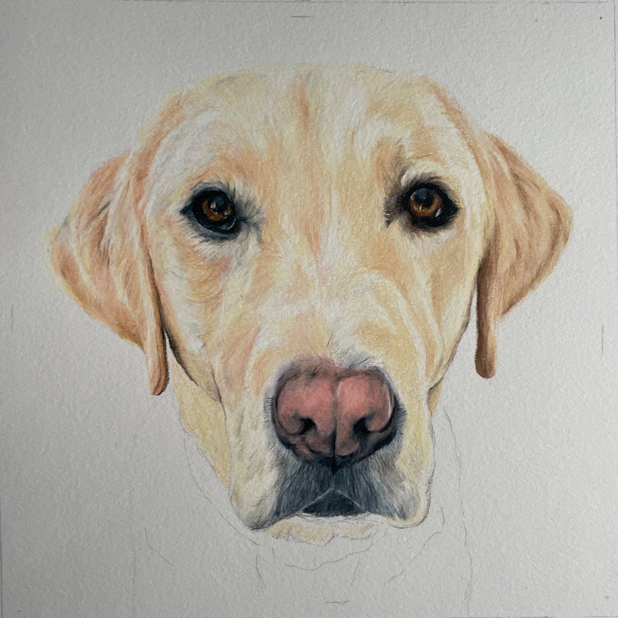 How To Draw A Labrador Dog In Coloured Pencils Jennifer Starnes 