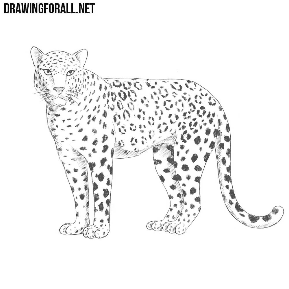 How To Draw A Leopard