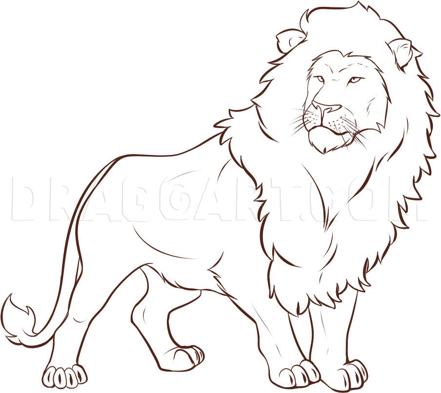 simple lion drawing