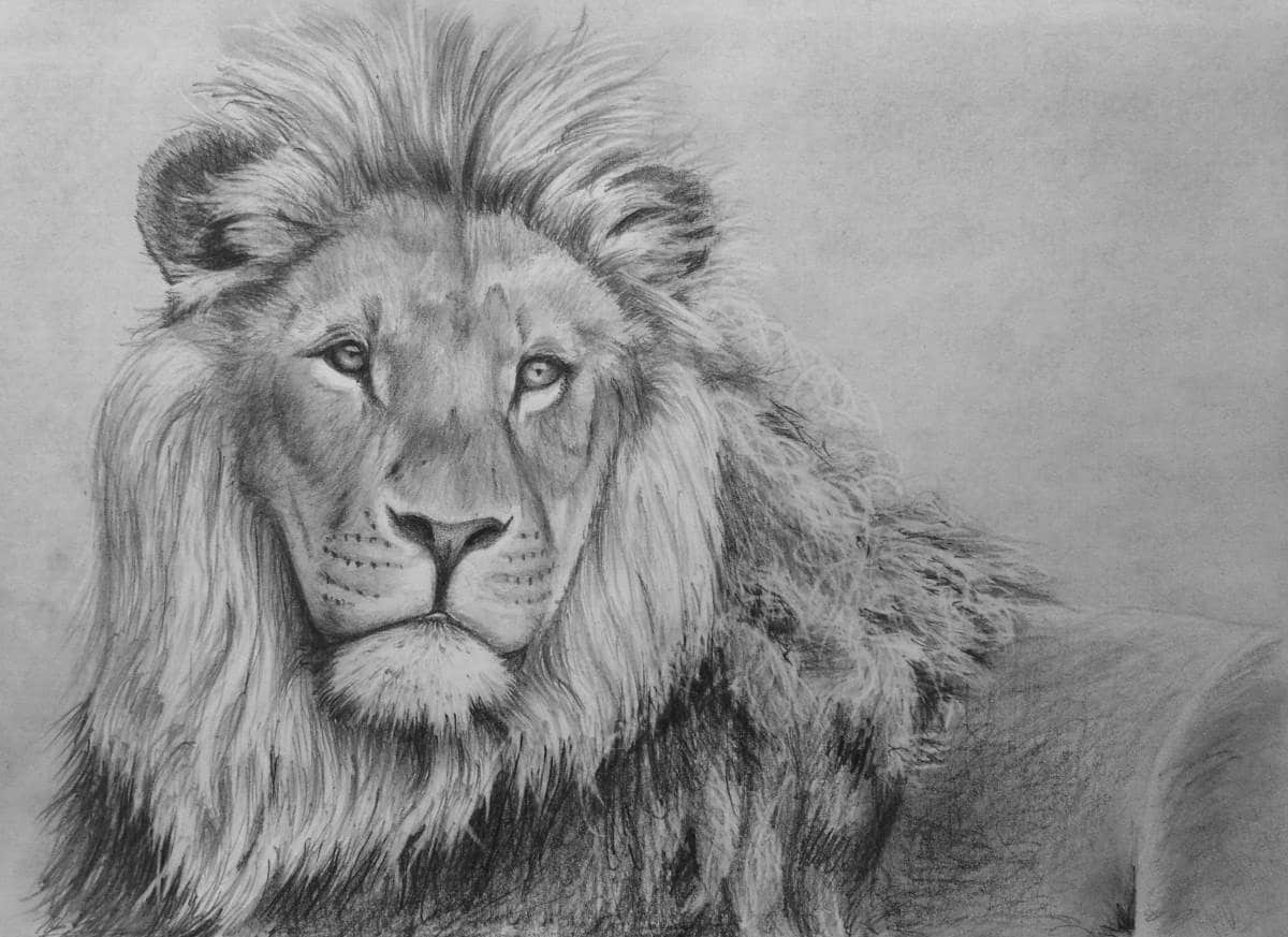 draw a lion