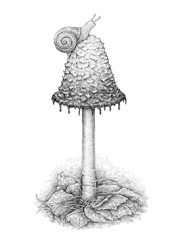 How To Draw A Mushroom Pen And Ink