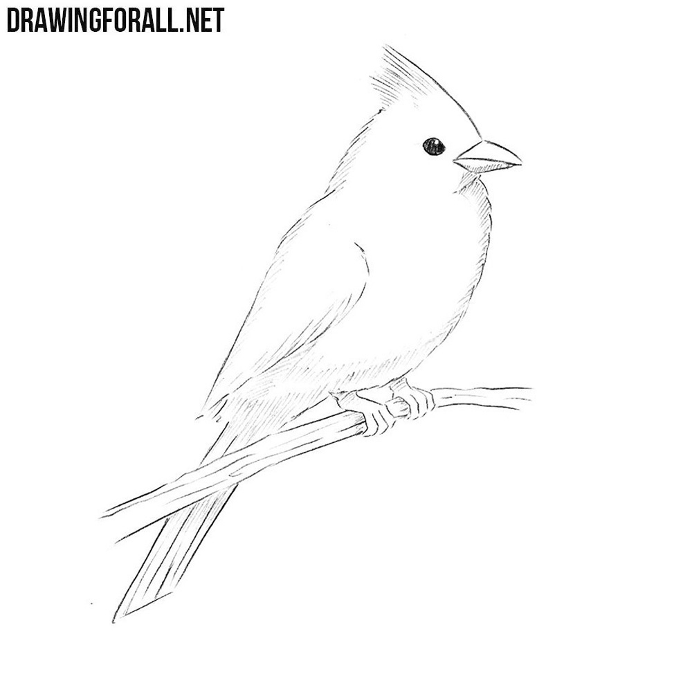 How To Draw A Northern Cardinal