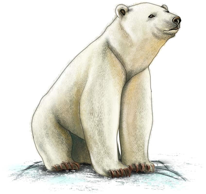 How To Draw A Polar Bear Draw A Cute And Cuddly Polar Bear