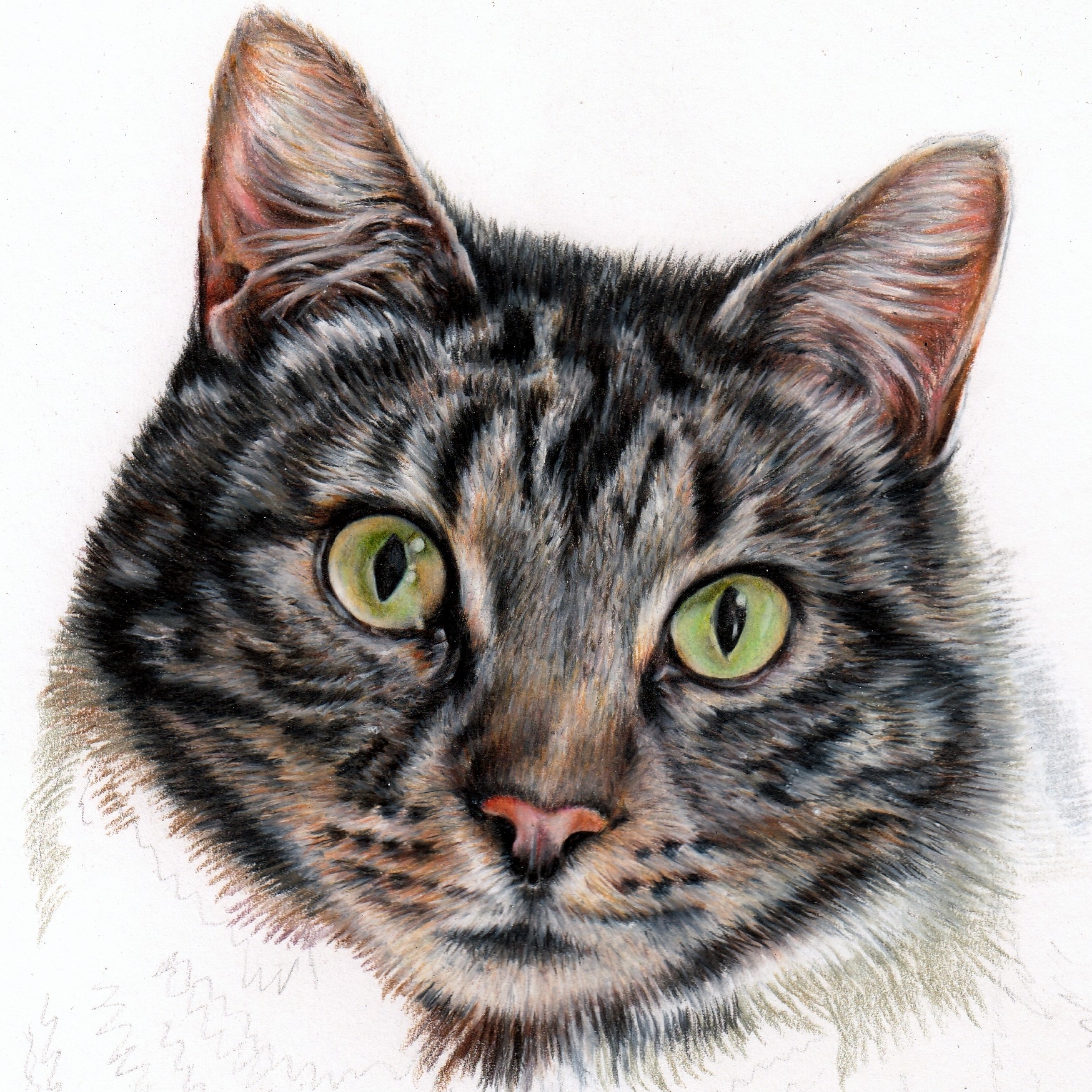 How To Draw A Realistic Cat In Colour Pencil Pet Portraits By Sema Martin Realistic Pet Portrait Drawings From Photos UK